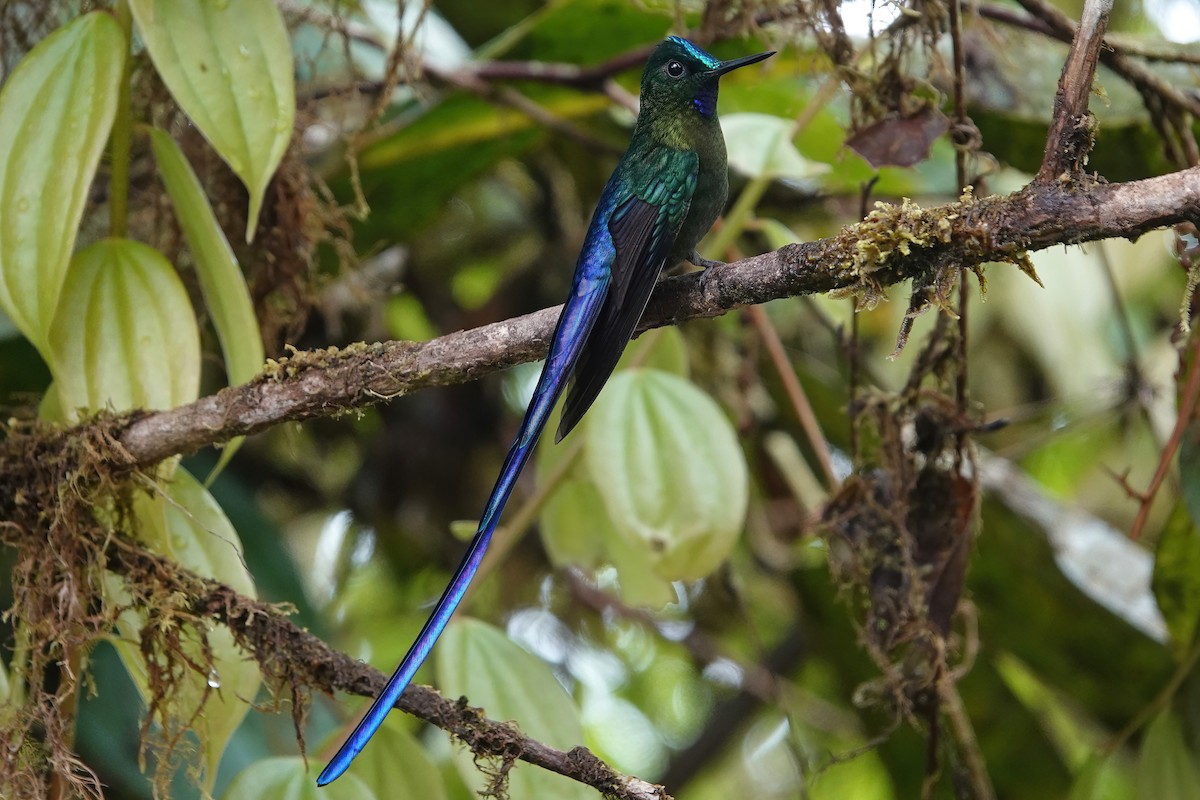 Violet-tailed Sylph - ML607847311