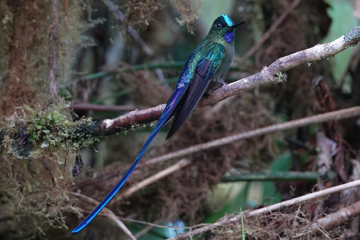 Violet-tailed Sylph - ML607847351