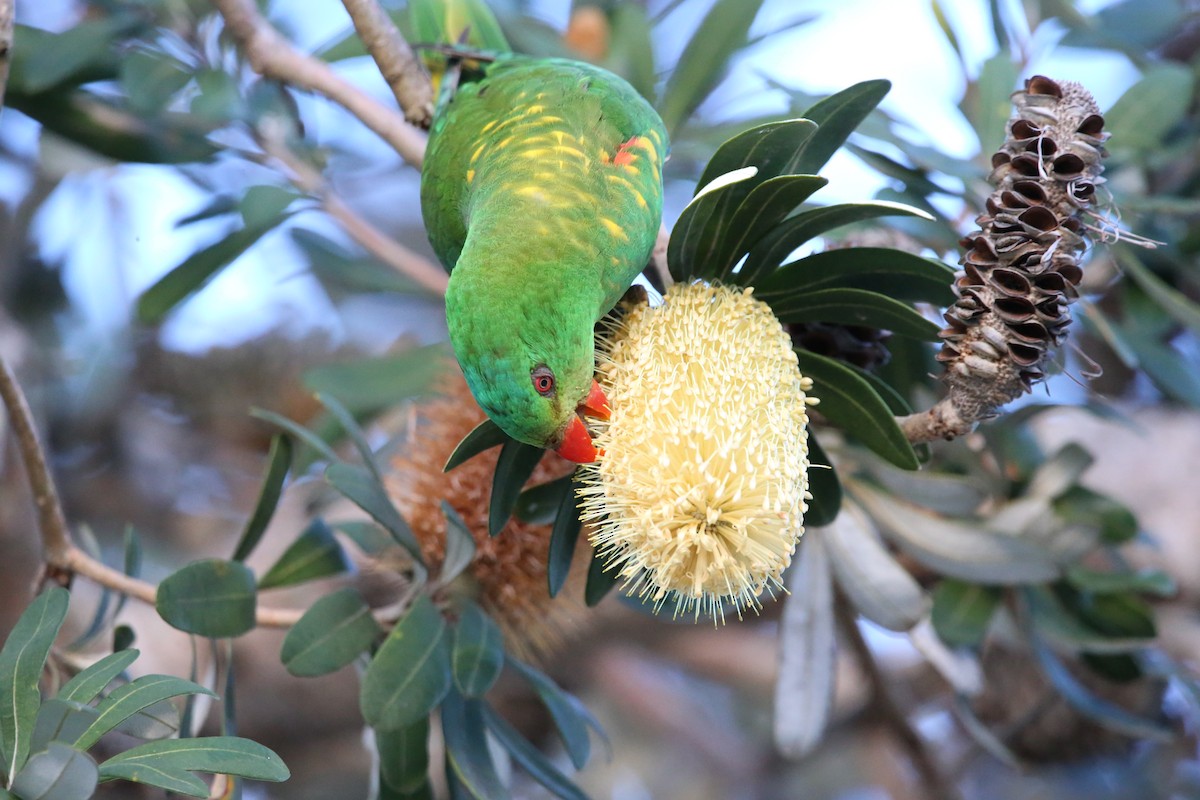 Scaly-breasted Lorikeet - parrish evans