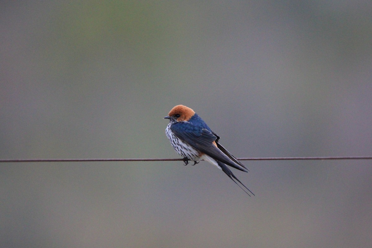 Lesser Striped Swallow - ML607853331