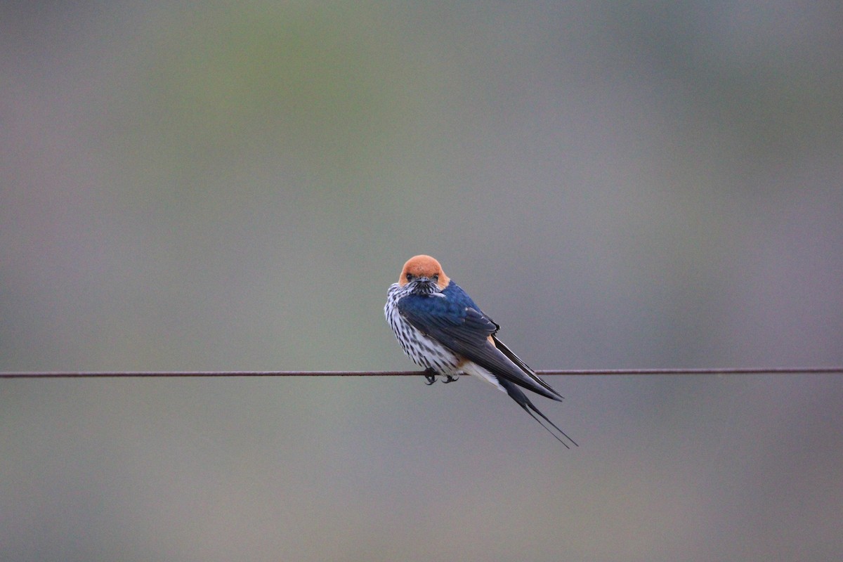 Lesser Striped Swallow - ML607853341