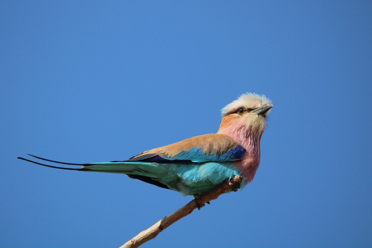 Lilac-breasted Roller - ML607853781