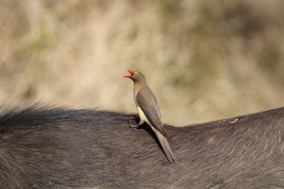 Red-billed Oxpecker - ML607853851