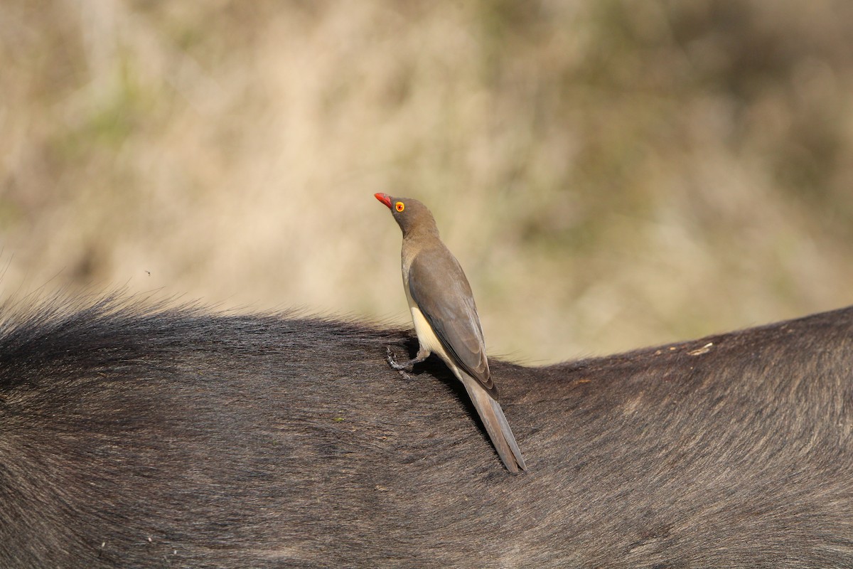 Red-billed Oxpecker - ML607853861