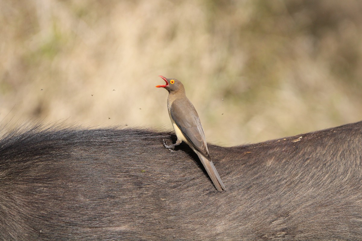 Red-billed Oxpecker - ML607853871