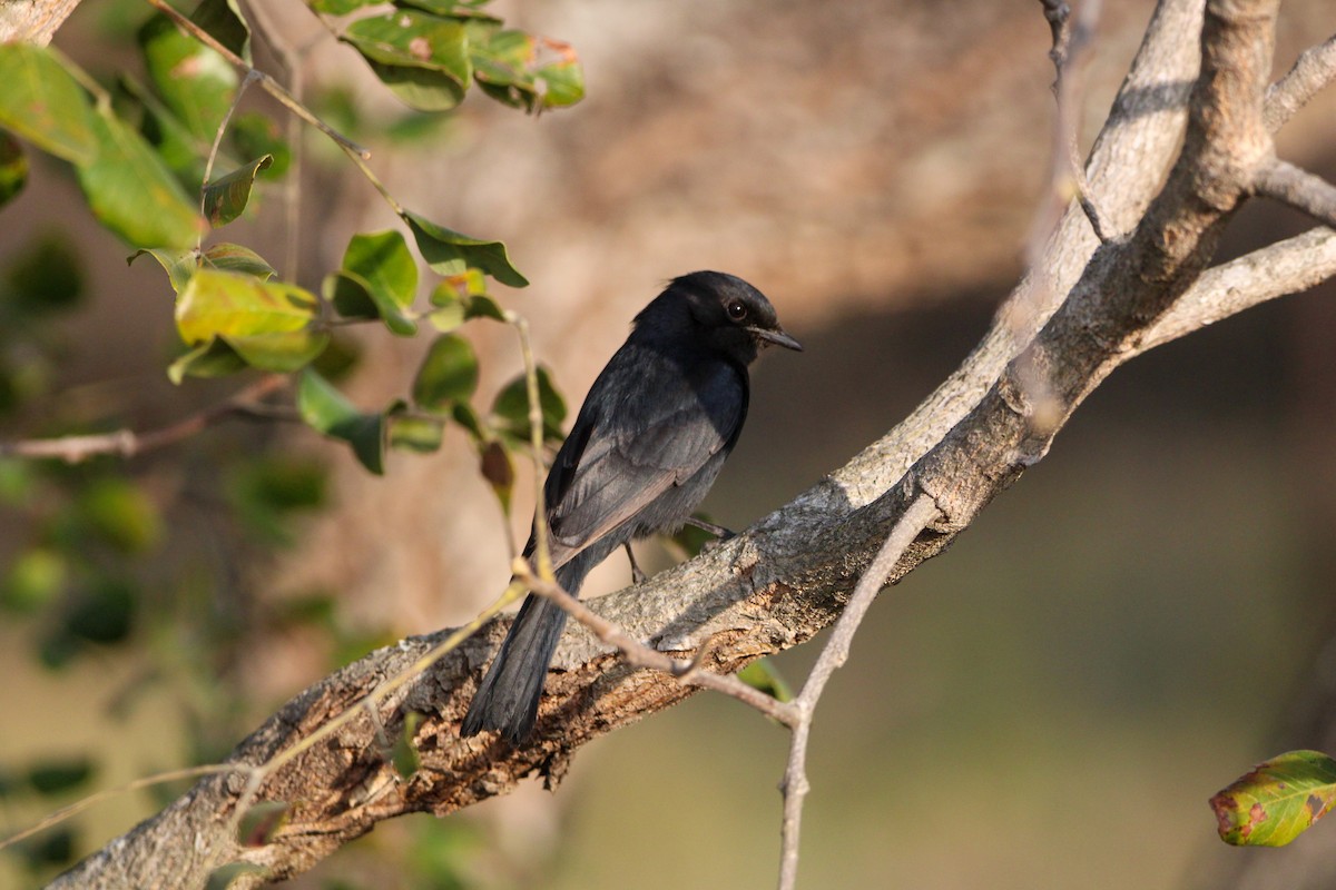 Fork-tailed Drongo - Sam Lievense