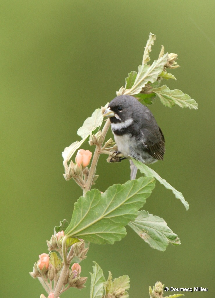 Double-collared Seedeater - ML60785611