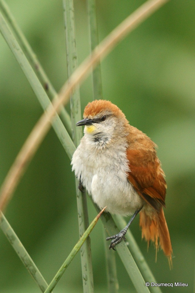 Yellow-chinned Spinetail - ML60785731