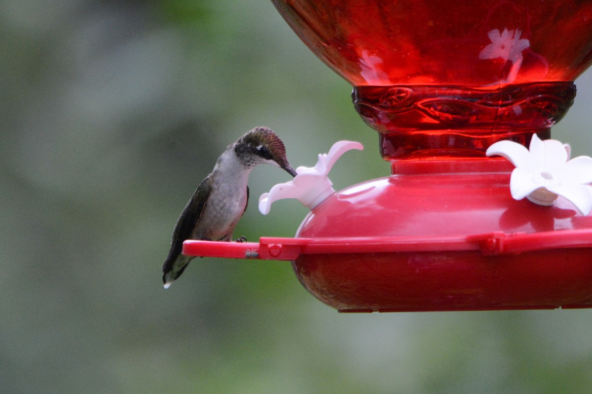 Ruby-throated Hummingbird - Steve Mierzykowski