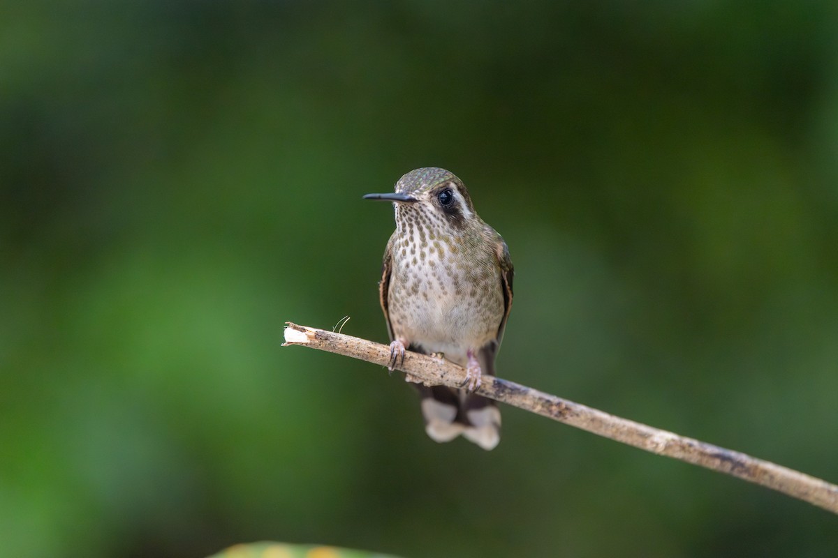 Speckled Hummingbird - ML607858151
