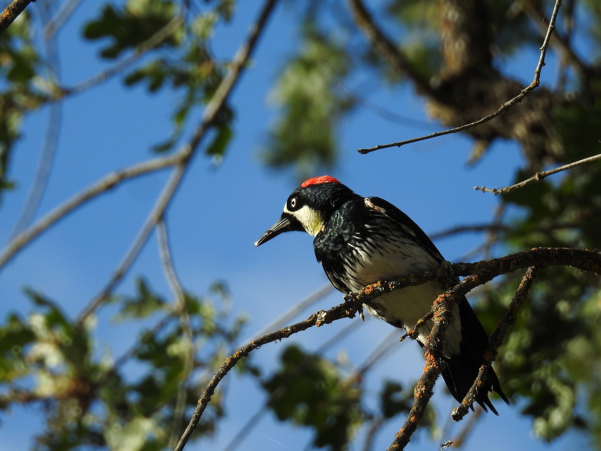 Acorn Woodpecker - ML60785851