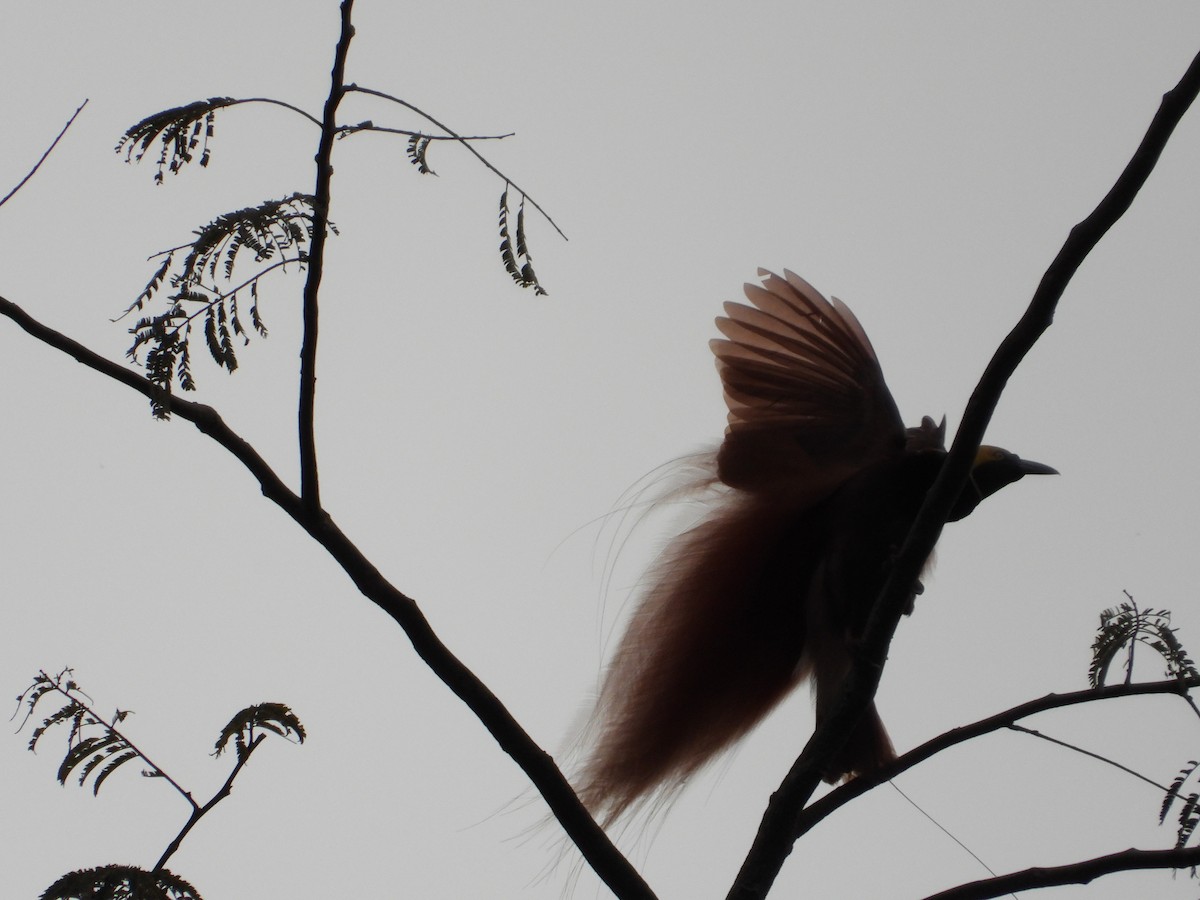Raggiana Bird-of-Paradise - ML607860881