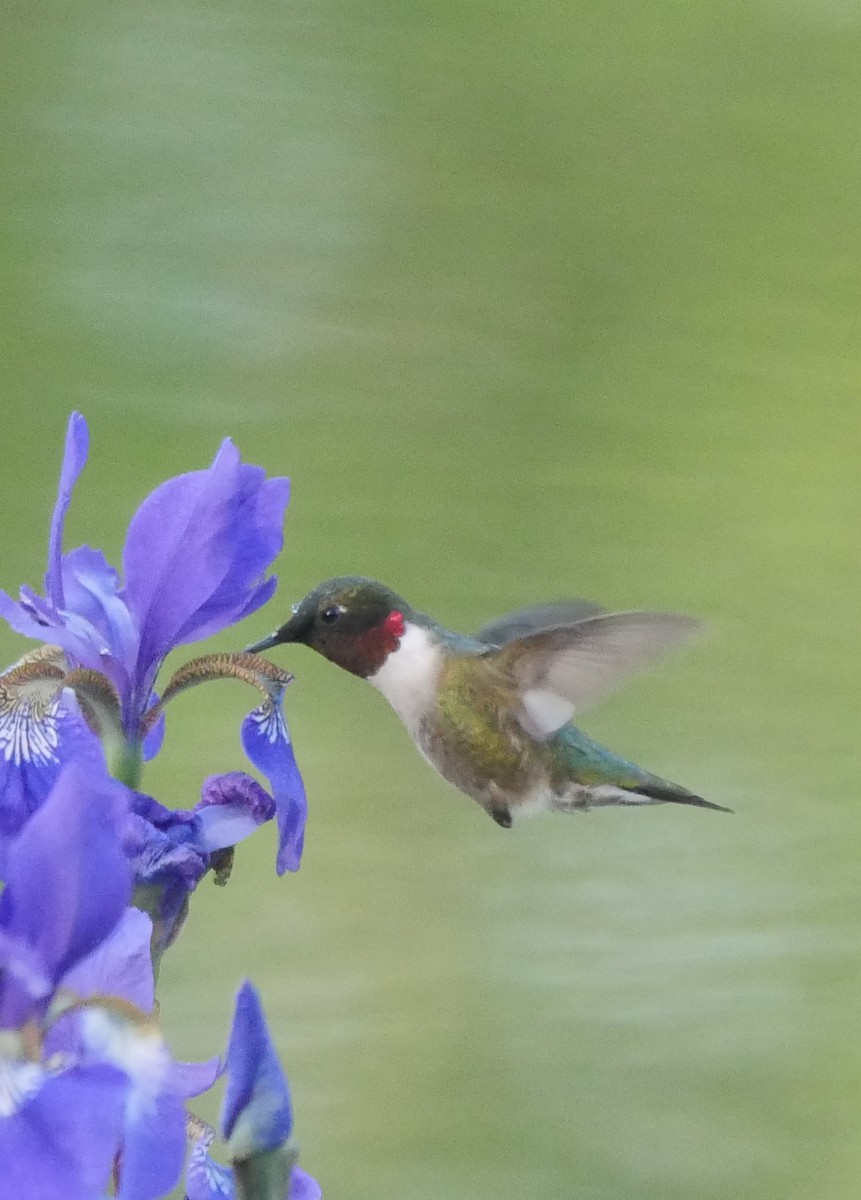 Ruby-throated Hummingbird - Roger Horn