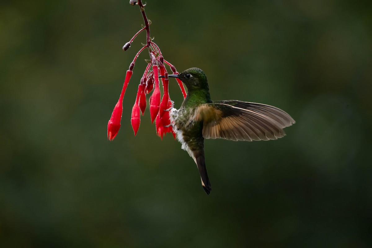 Colibrí Colihabano - ML607862521