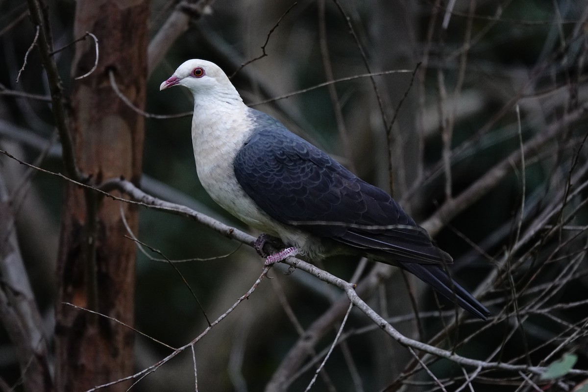 White-headed Pigeon - ML607863831