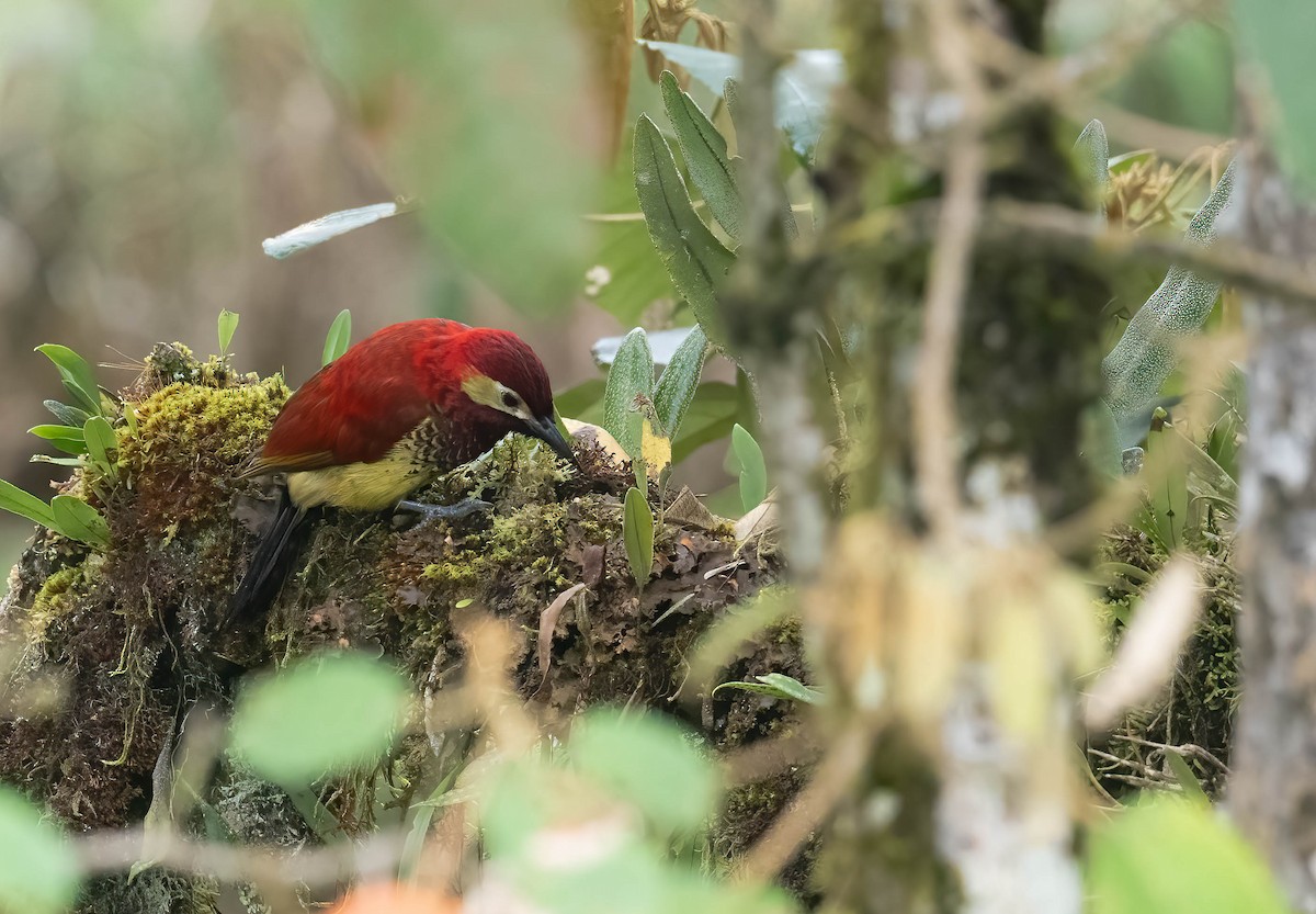 Crimson-mantled Woodpecker - ML607864041