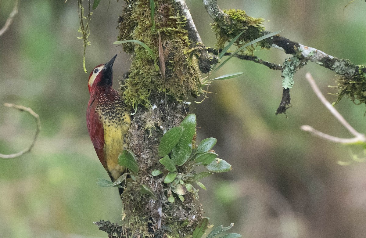 Crimson-mantled Woodpecker - ML607864101