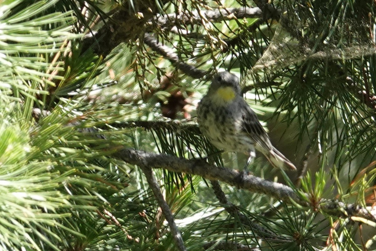 Yellow-rumped Warbler (Audubon's) - ML607864411