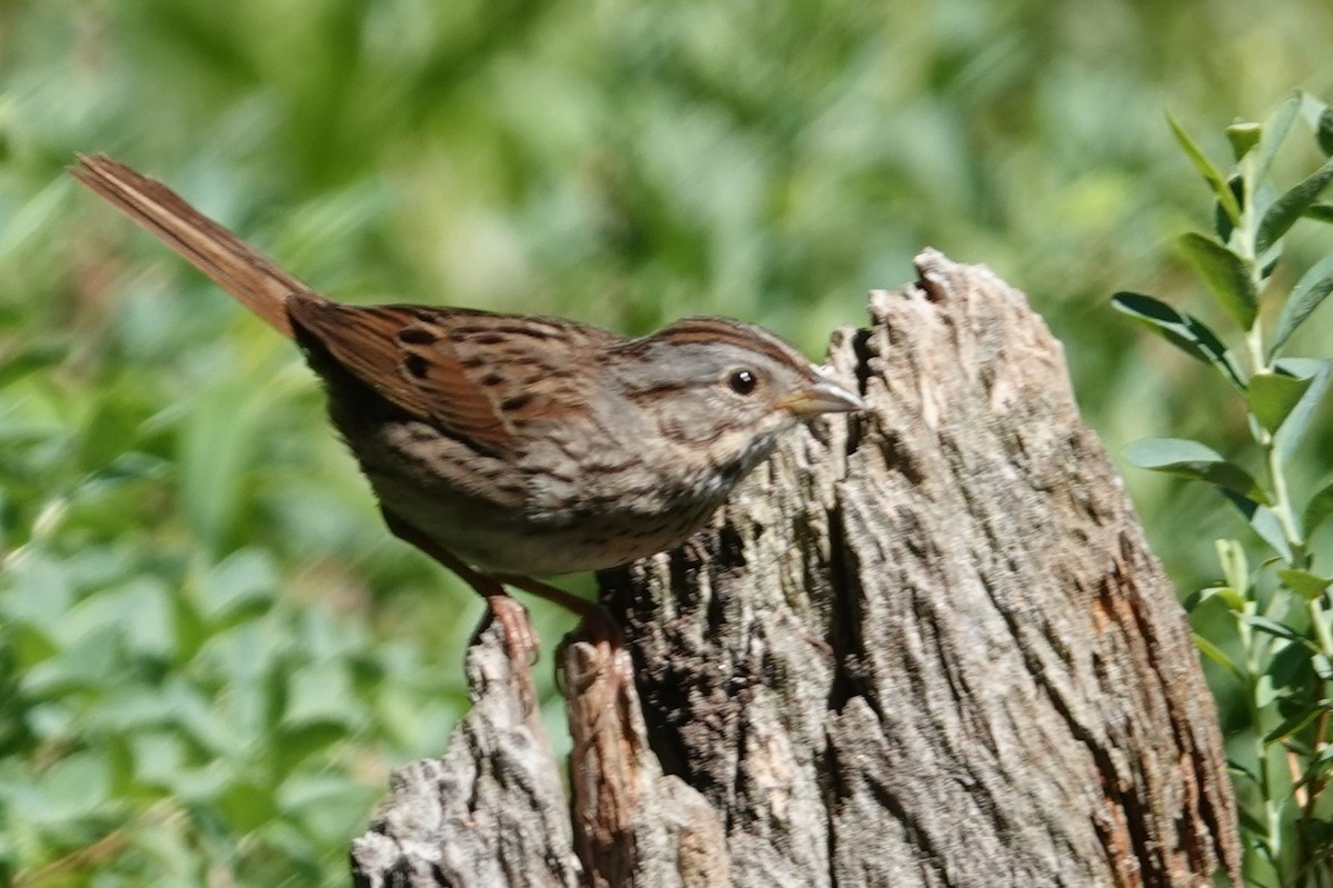 Lincoln's Sparrow - Jeffrey Turner