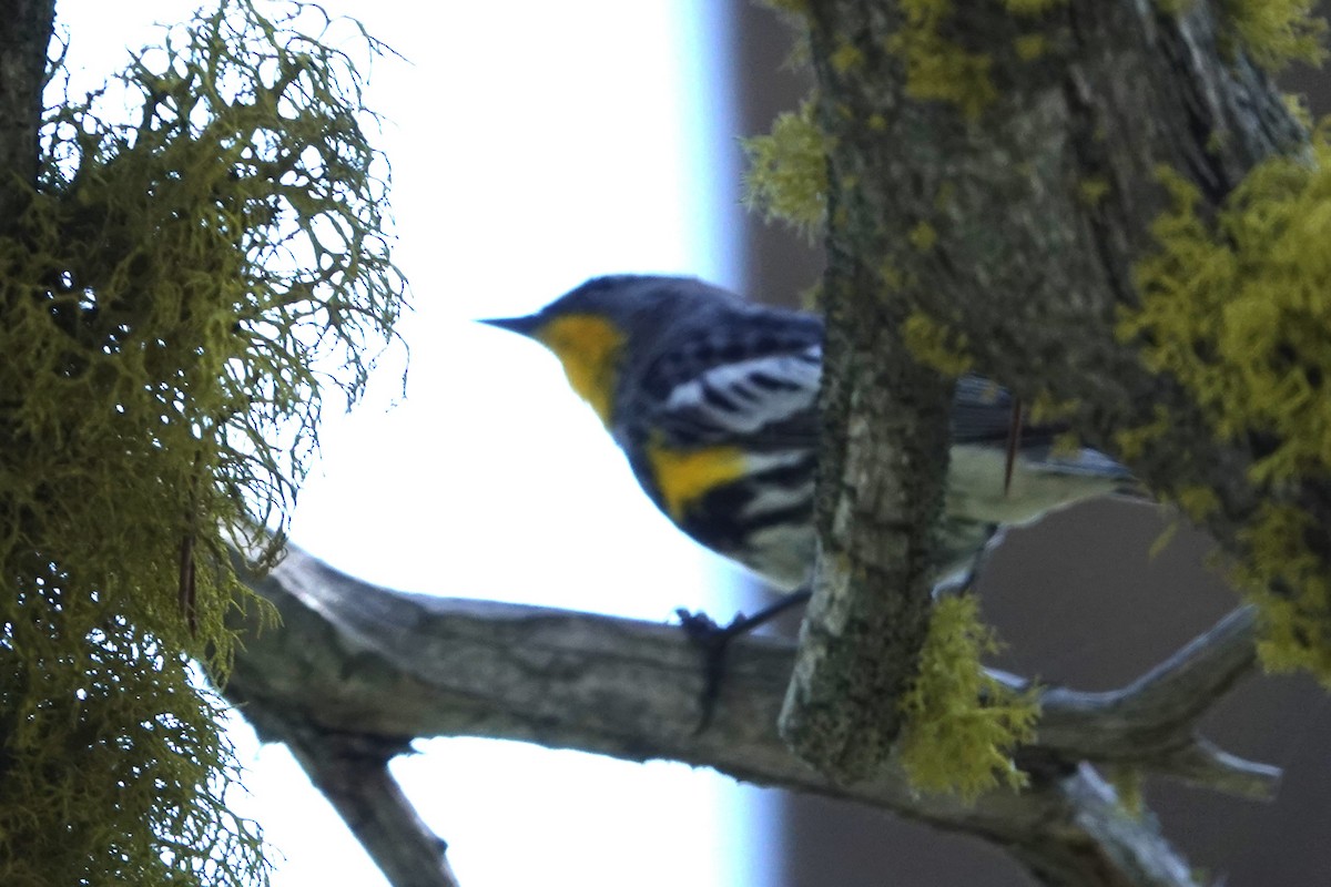 Yellow-rumped Warbler (Audubon's) - ML607864441