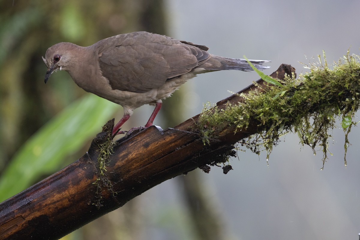 White-tipped Dove - Neil Broekhuizen