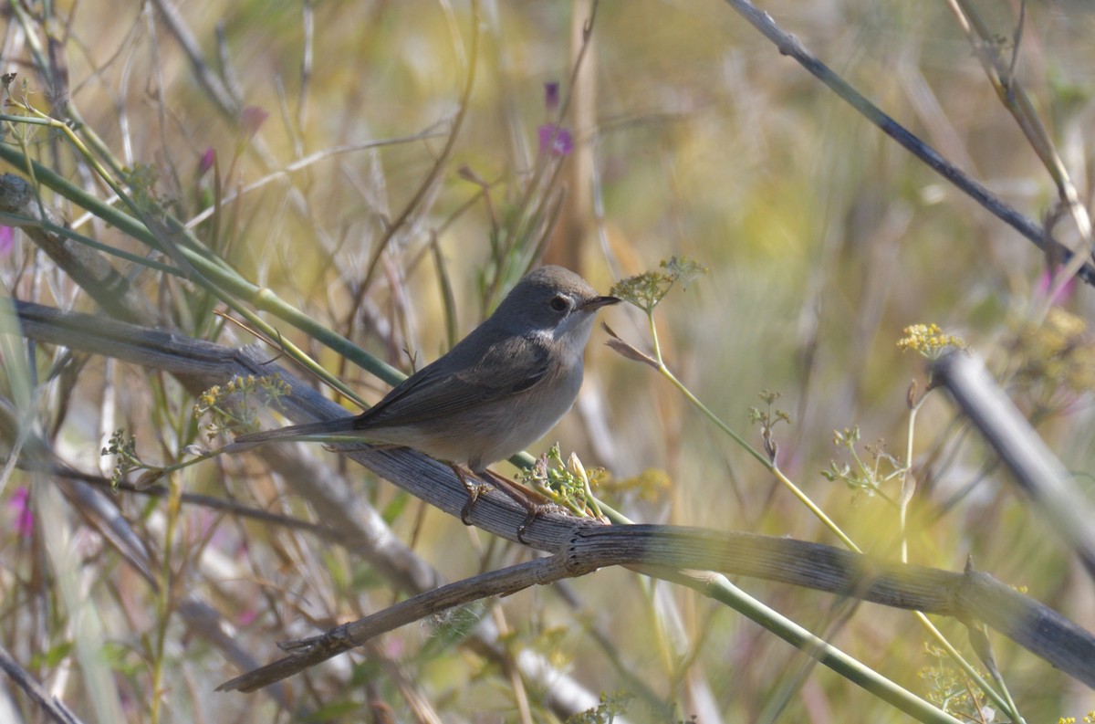 Western Subalpine Warbler - ML607870371