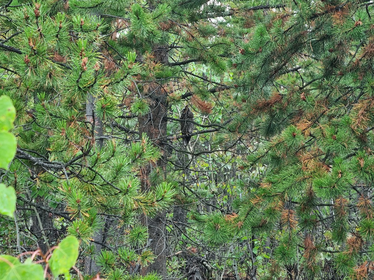 Long-eared Owl - ML607872121