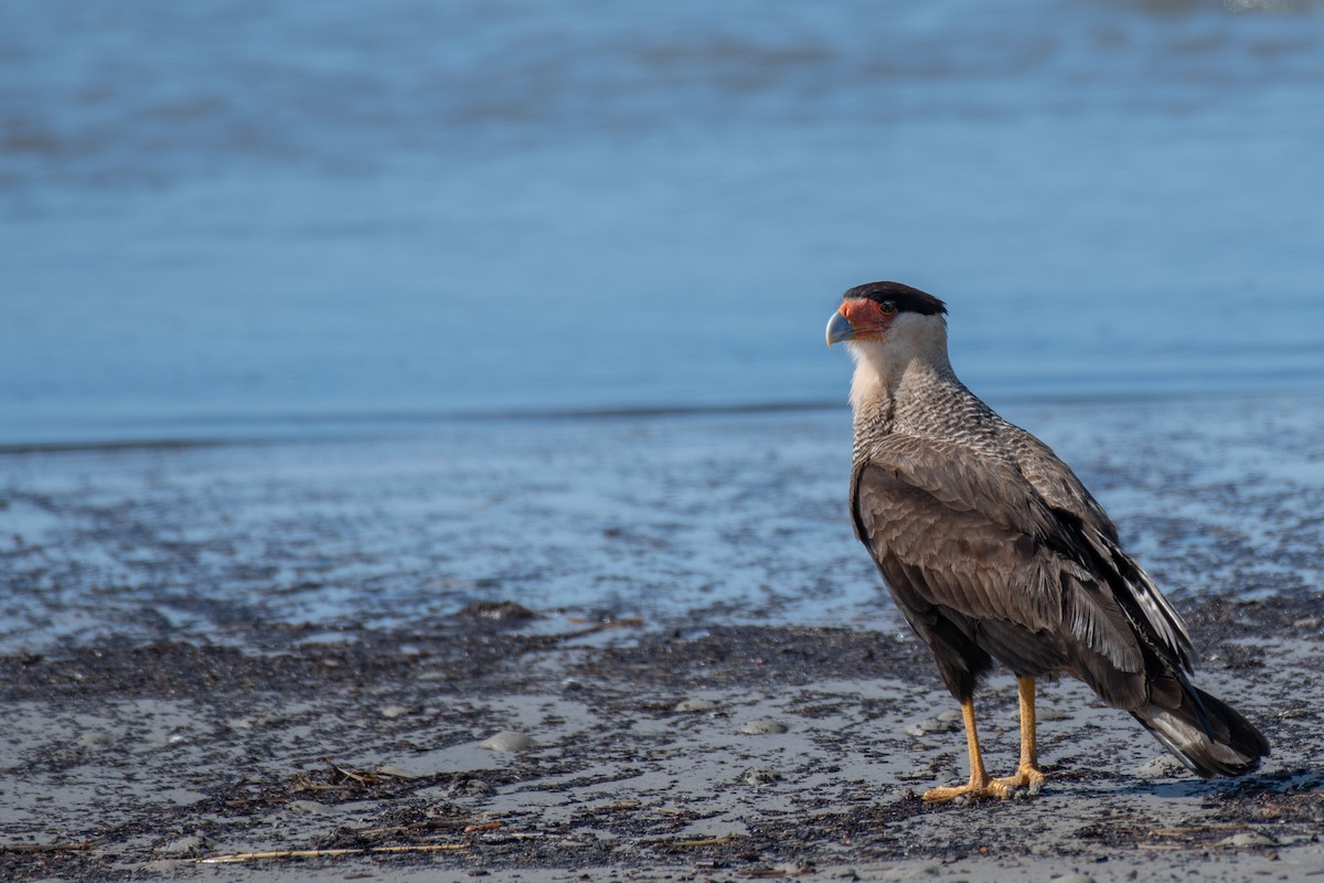 Crested Caracara (Southern) - ML607872731