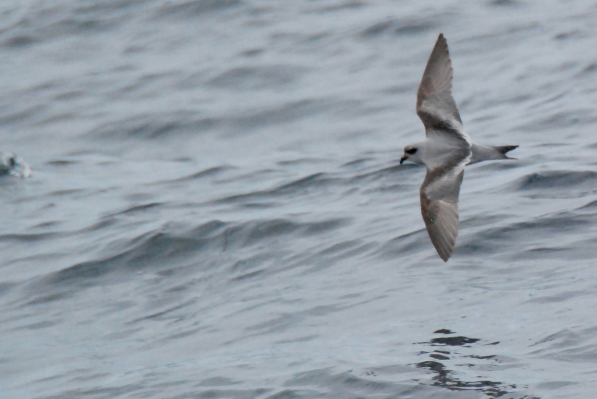 Fork-tailed Storm-Petrel - ML60787921