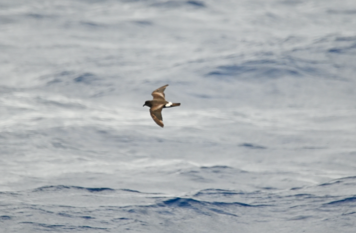 Band-rumped Storm-Petrel (Grant's) - Heather Buttonow