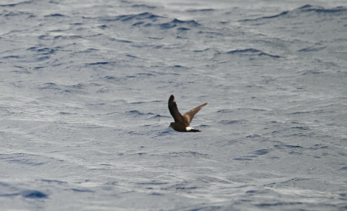 Band-rumped Storm-Petrel (Grant's) - Heather Buttonow