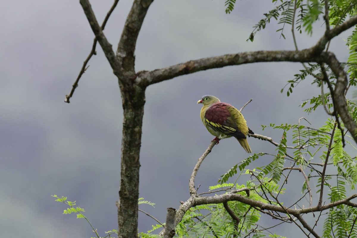 Thick-billed Green-Pigeon - ML607885701