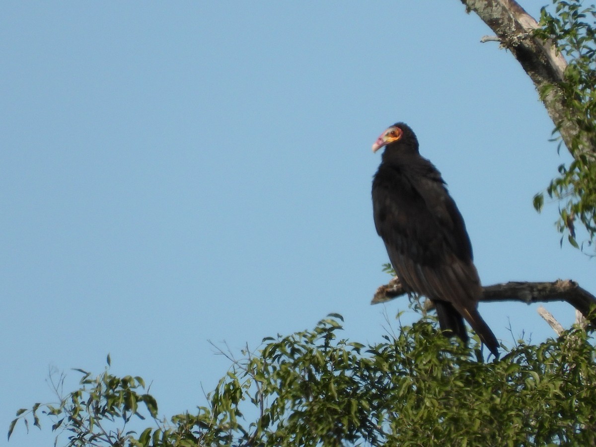 Lesser Yellow-headed Vulture - ML607886171