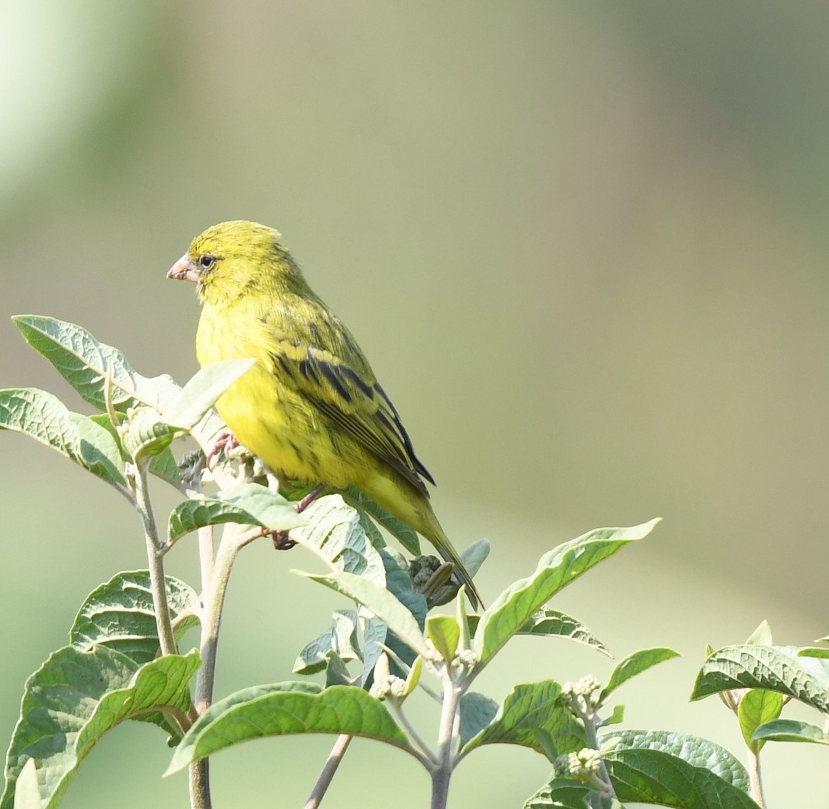 Papyrus Canary - ML607887381