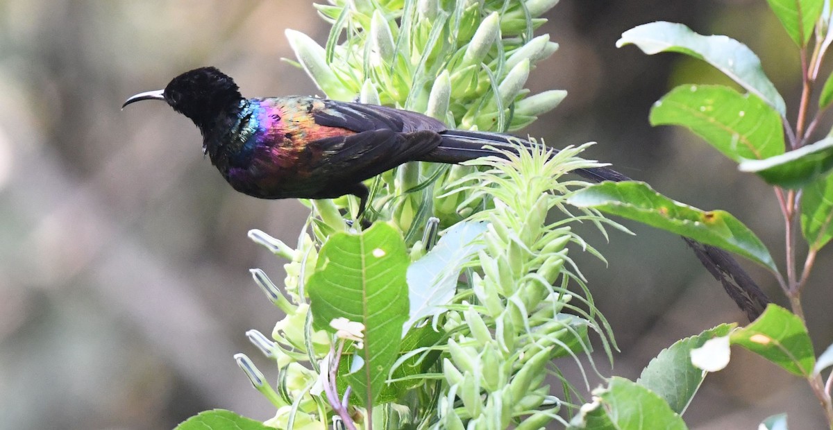 Purple-breasted Sunbird - ML607889641