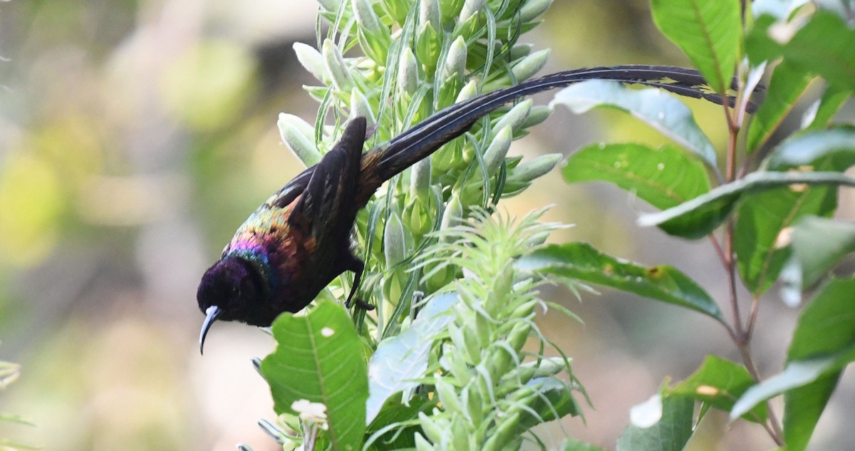 Purple-breasted Sunbird - ML607889651