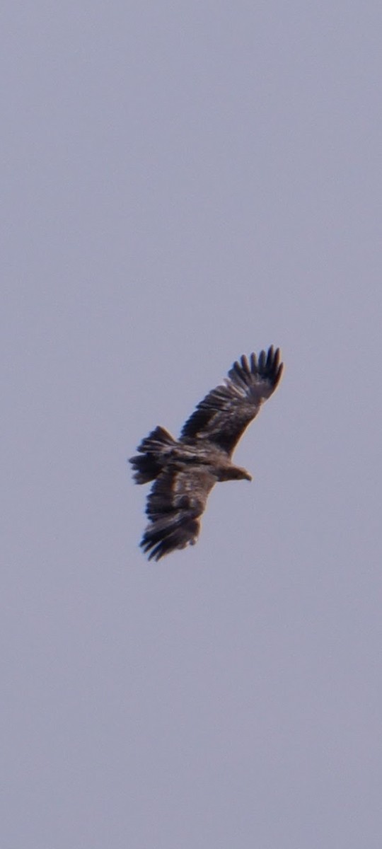 White-tailed Eagle - ML607890451