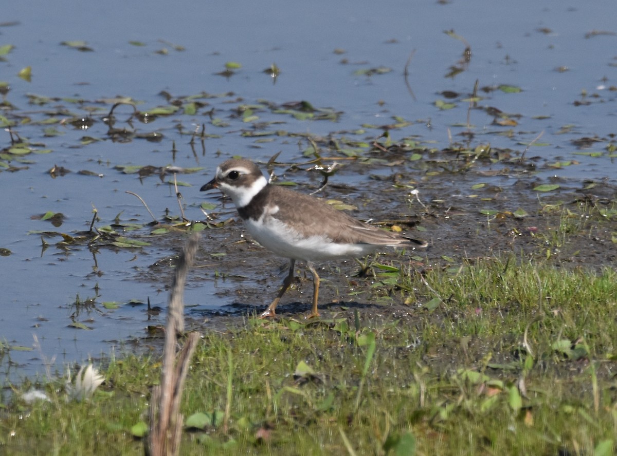 Semipalmated Plover - ML607899261