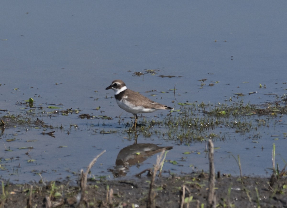 Semipalmated Plover - ML607899281