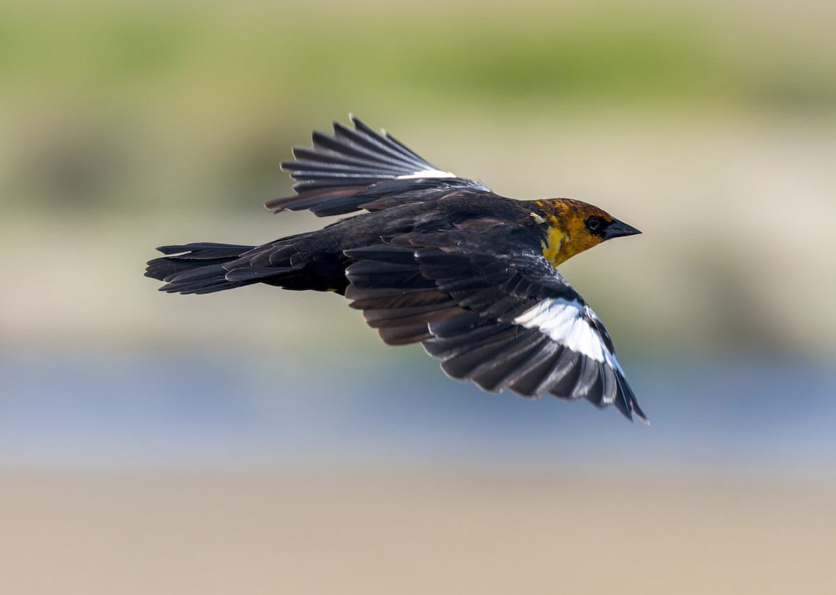 Yellow-headed Blackbird - ML607901521