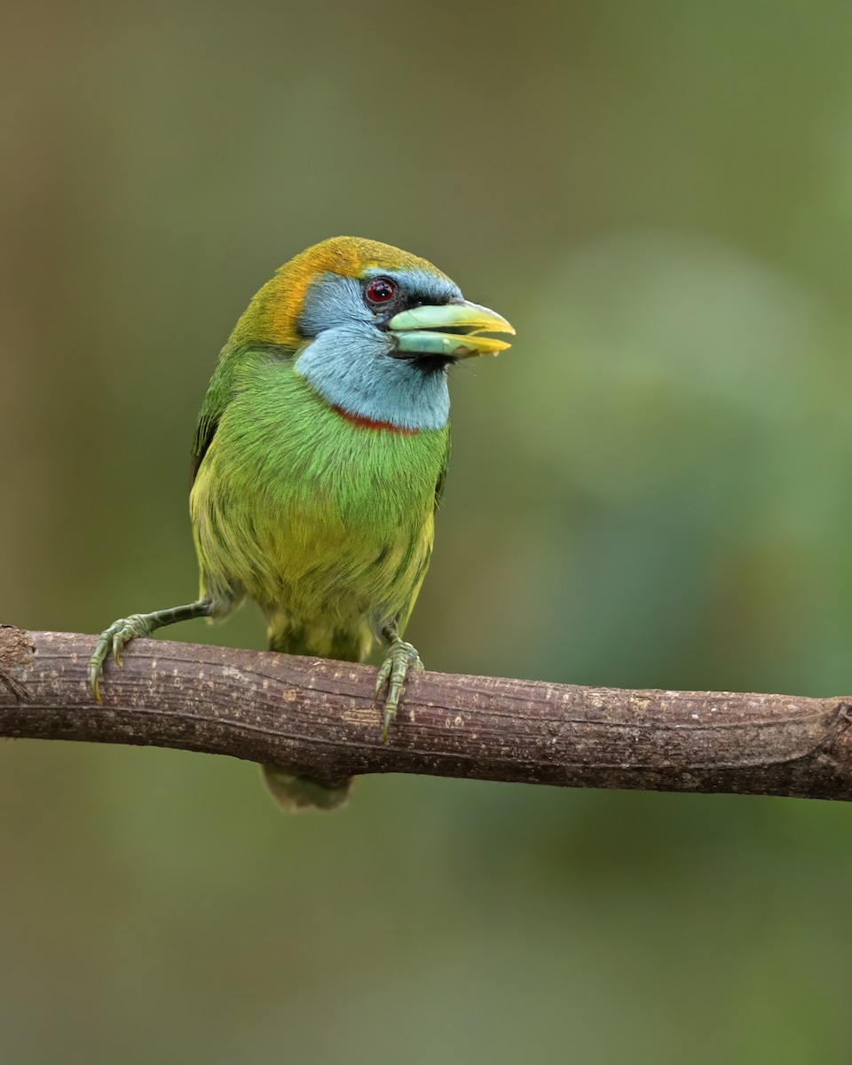 Versicolored Barbet (Blue-moustached) - ML607901551