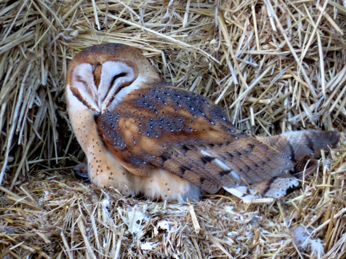 Barn Owl - Steve Butterworth