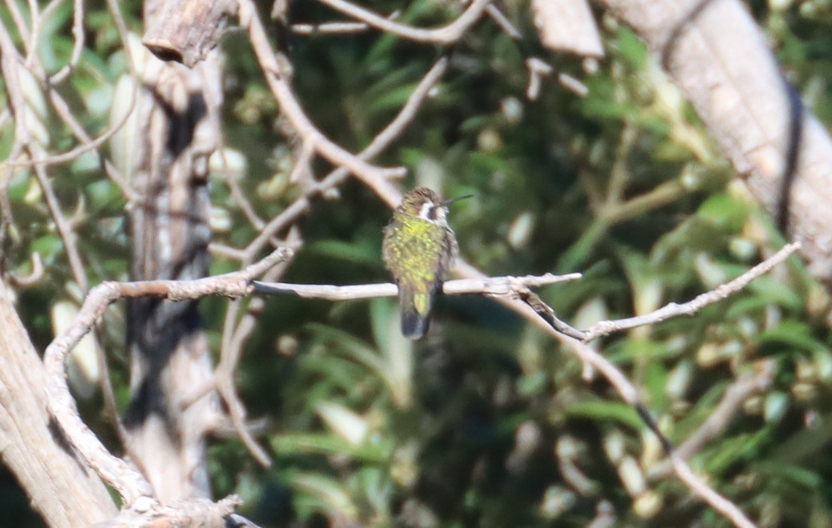 White-eared Hummingbird - ML607908641