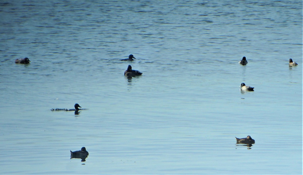 Greater Scaup - ML607909031