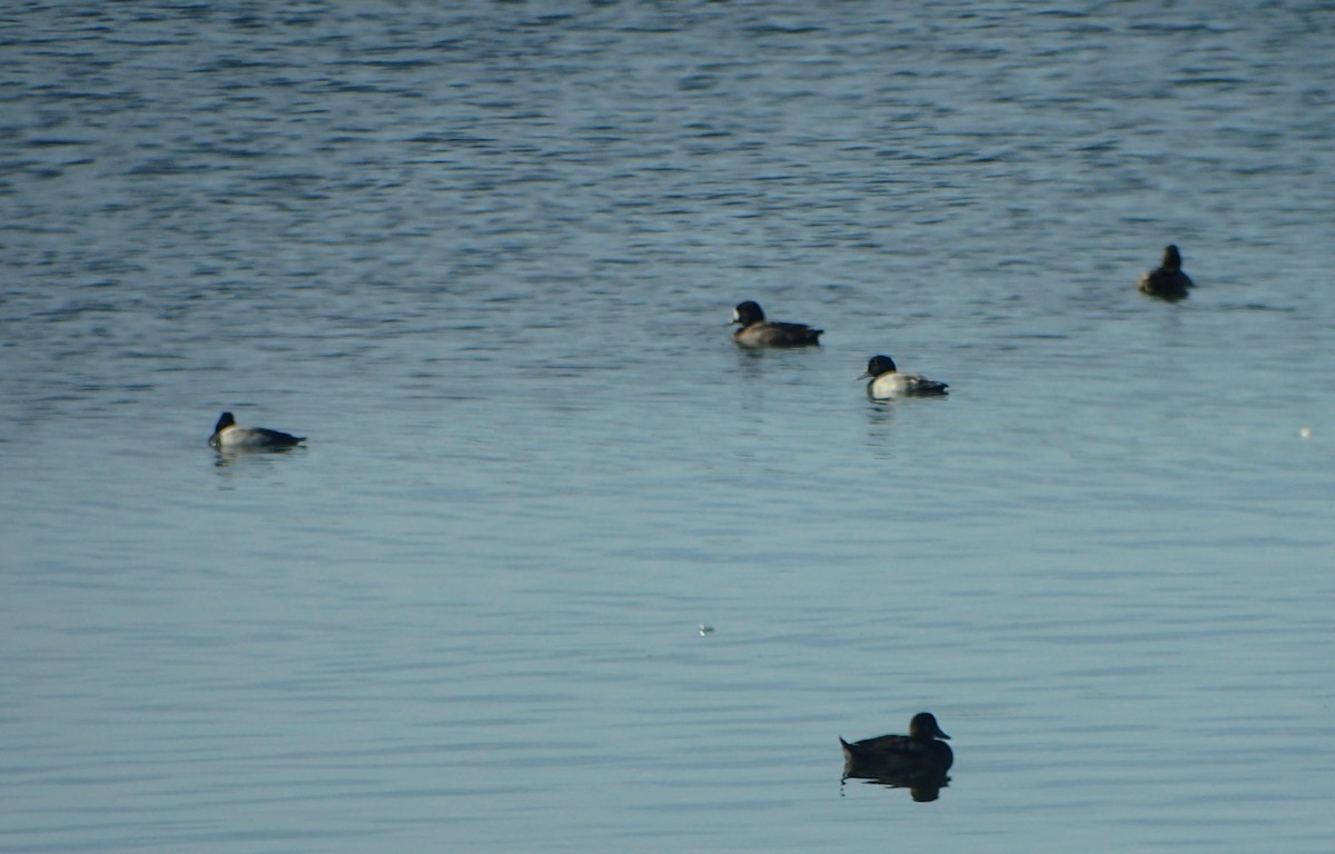 Greater Scaup - ML607909371