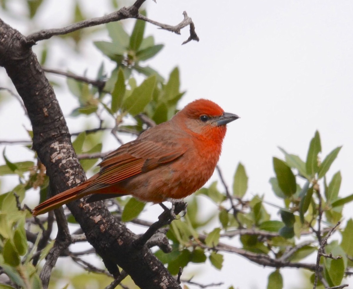 Hepatic Tanager - ML60791041
