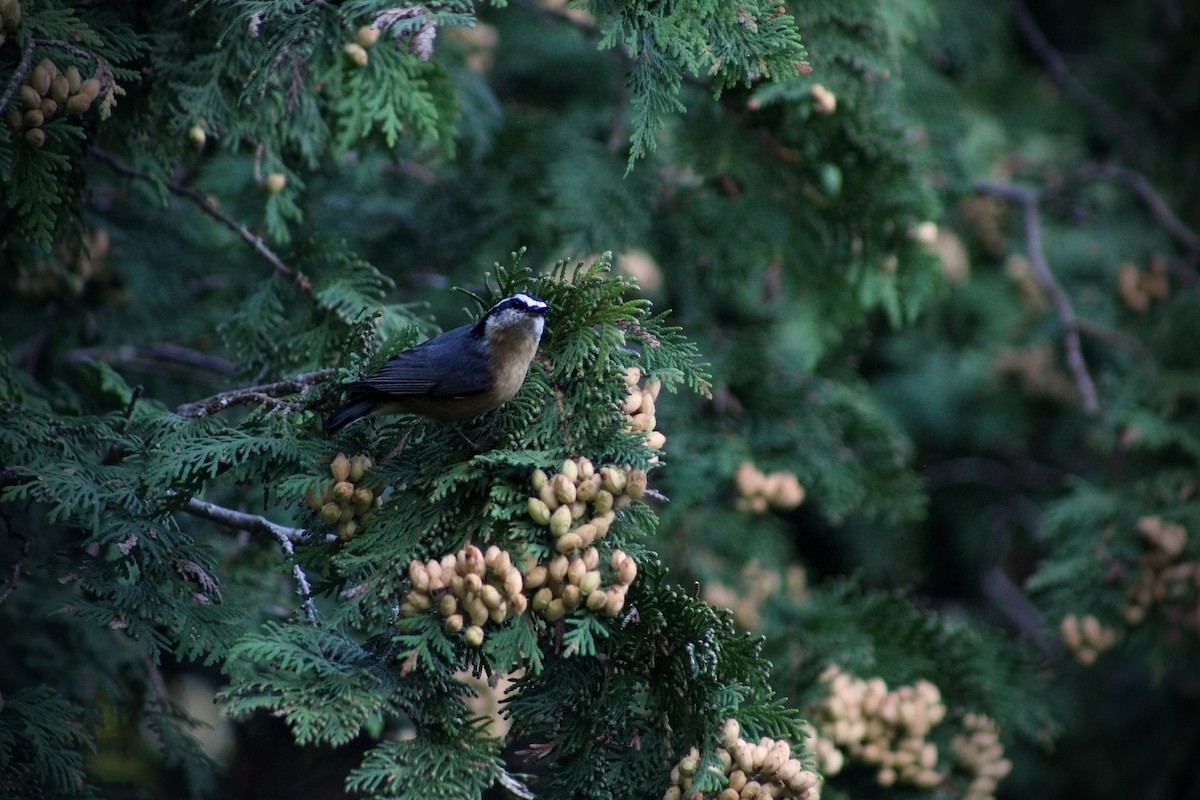 Red-breasted Nuthatch - ML607910891