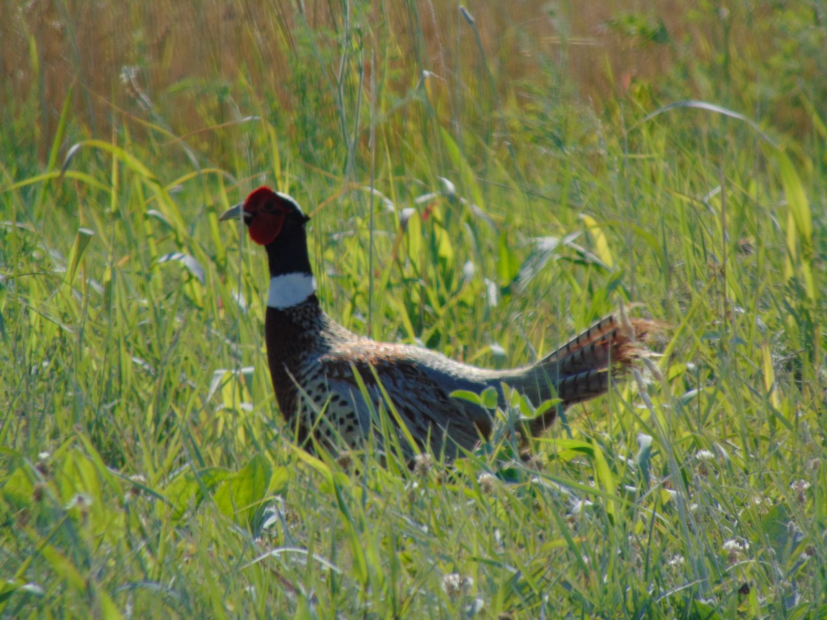 Ring-necked Pheasant - Anonymous