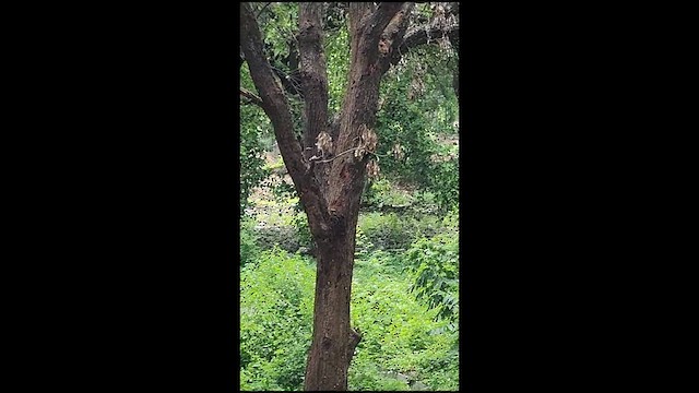 White-naped Woodpecker - ML607916481