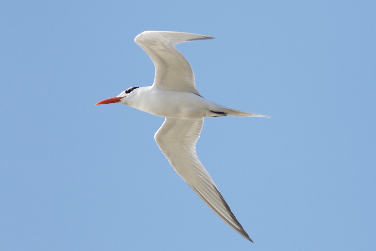 Royal Tern - Peter Flood